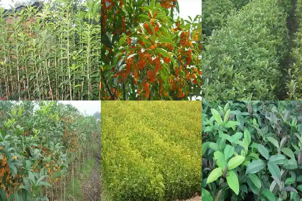 八月桂花树苗几年开花结果1682904147123