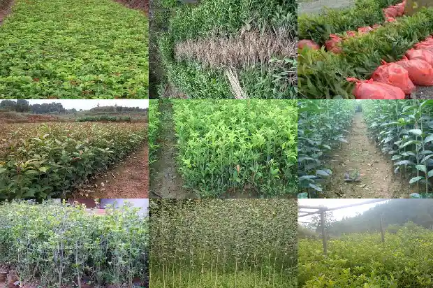 八月桂花树苗几年开花结果1682904147171