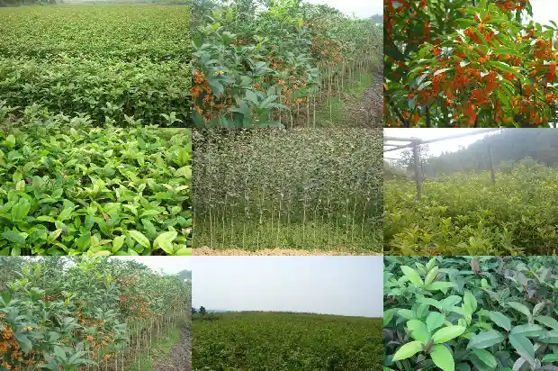 八月桂花树苗几年开花结果1682904147219
