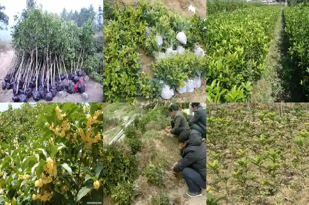 八月桂花树苗长几年能开花结果1682904167352