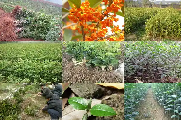 八月桂花树苗长几年能开花结果1682904167399