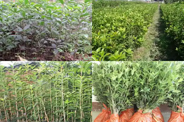八月桂花树苗长几年能开花结果1682904167495