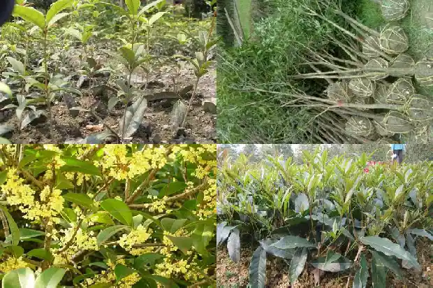 桂花树移栽后1682904180300