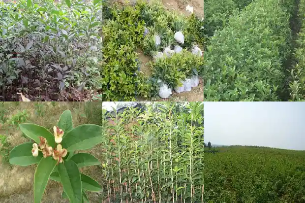 桂花树移栽后1682904180348