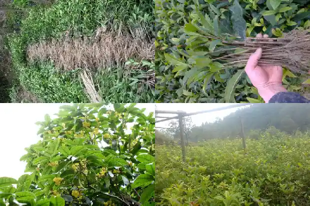 桂花树移栽后1682904180396