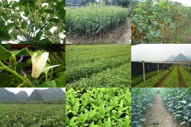 干桂花怎么泡酒才能泡出香味儿1689576859200