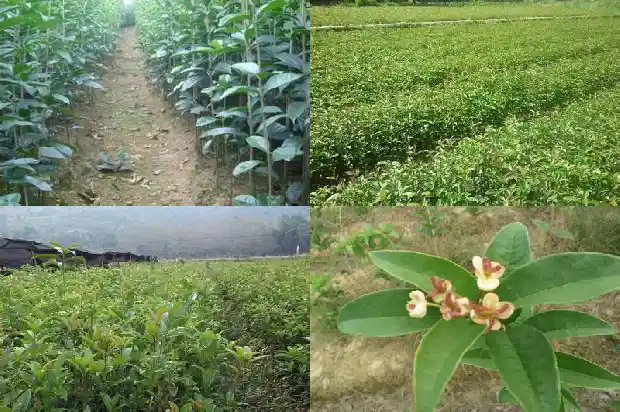 移栽桂花树几年开花啊1682904190055