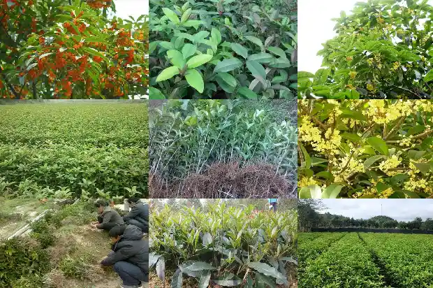 移栽桂花树几年开花啊1682904190150