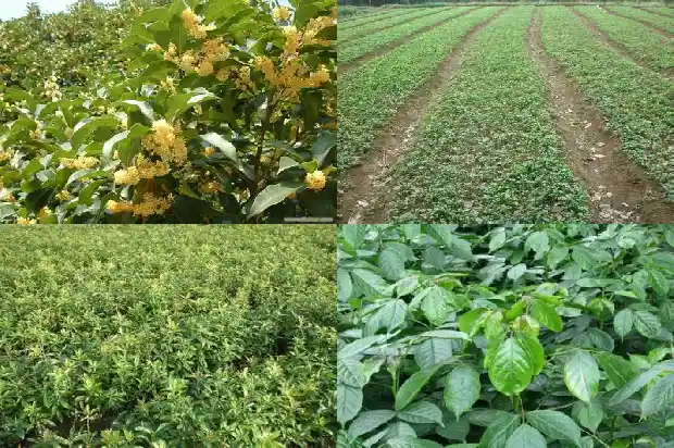 大桂花树移植怎保成活1682904213903