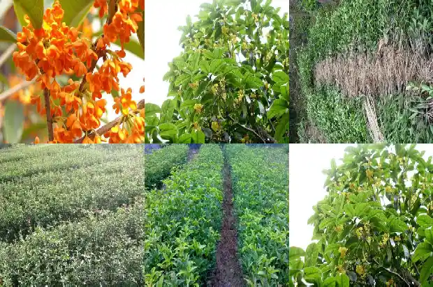 大桂花树移植怎保成活1682904213951