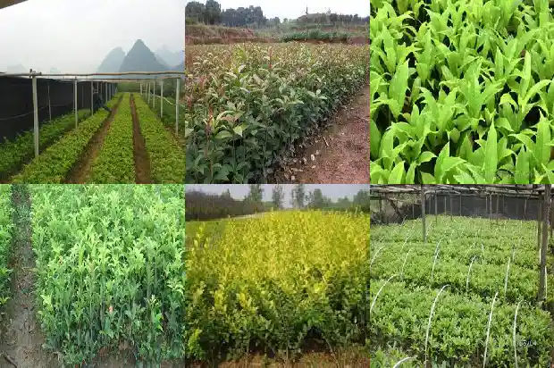 大桂花树移植怎保成活1682904214047