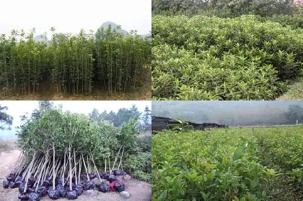 桂花岗批发市场1682904223853