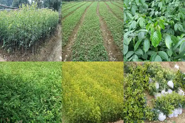 一般桂花树价格多少1689640383903