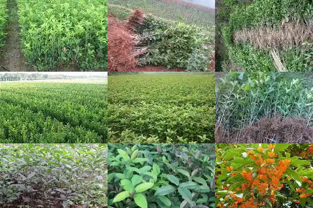 盆栽桂花怎样养1682904241128