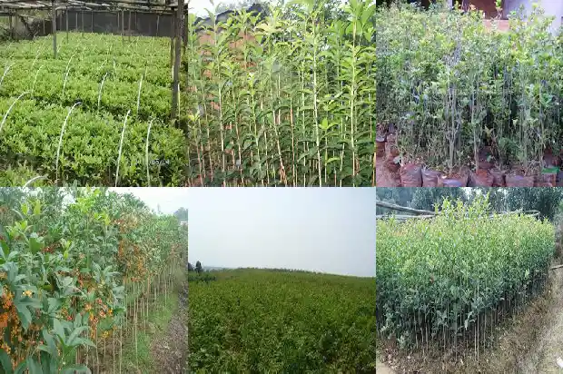 盆栽桂花怎样养1682904241176