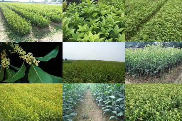 桂花的花瓣什么形状1690763753062