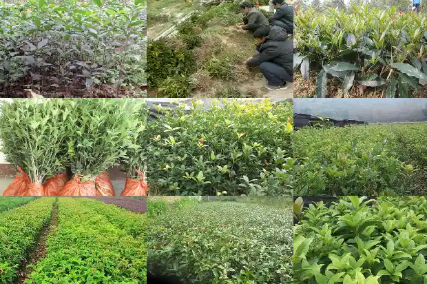 桂花种植基地1682904260056