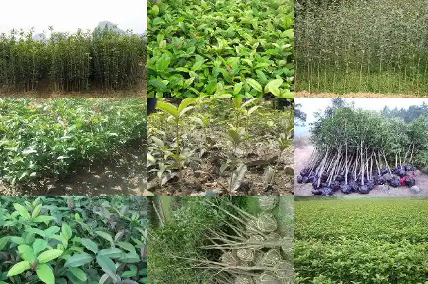 桂花种植防护事项1682904267614