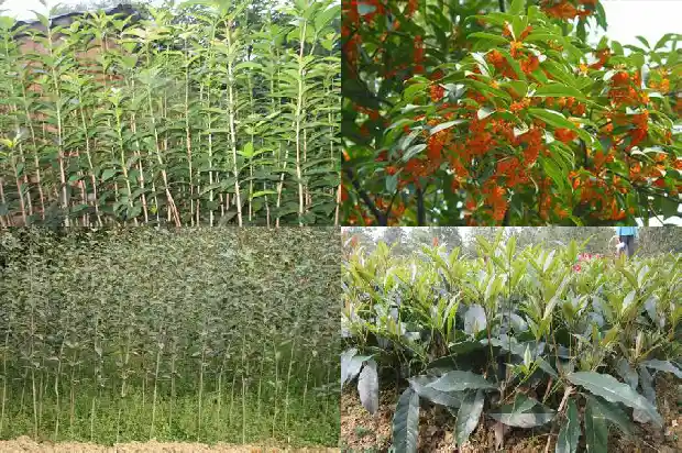 桂花盆景最佳树形怎样修剪1682904275472