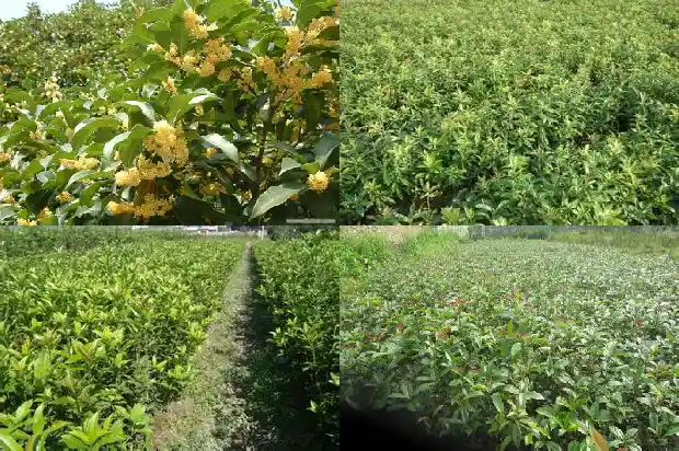 桂花怎样分品种1682904283472