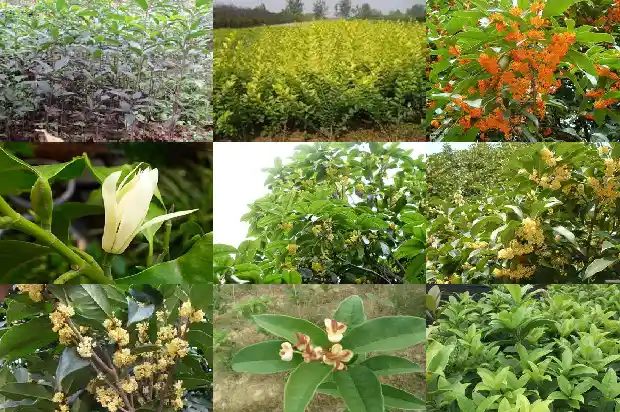 桂花树林宣传1682904314278
