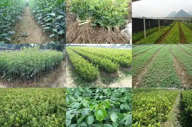 桂花树林宣传1682904314326