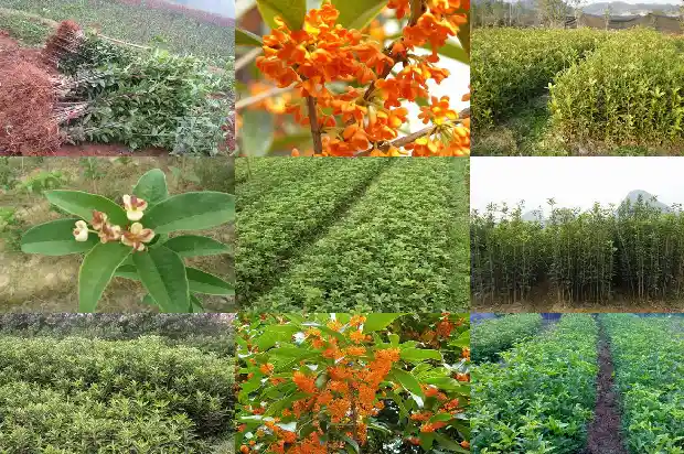 桂花树林宣传1682904314373