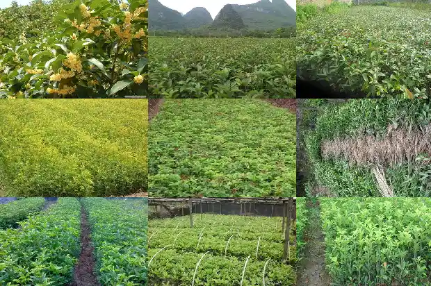 桂花树成语故事手抄报1682904321966