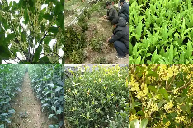 嫁接桂花多久开花结果1688792873438