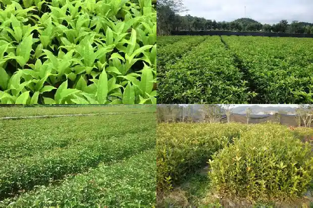 桂花文案短句1682904329897