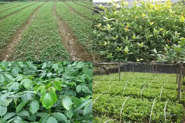 六年的桂花树多少钱一棵1690244365507