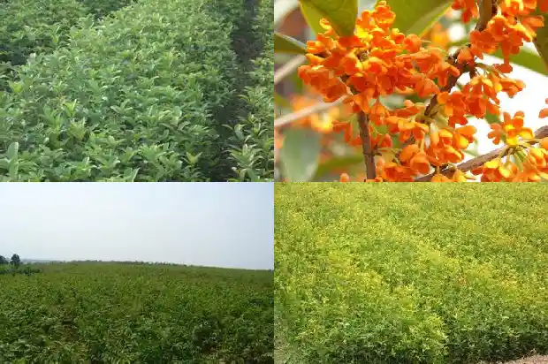 桂花树大约有多高多宽啊1682904356743