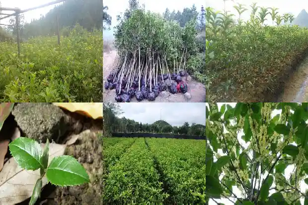 桂花树大约有多高多宽啊1682904356791