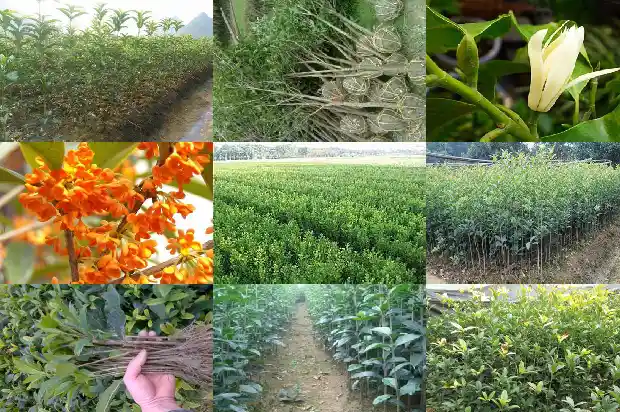 桂花树大约有多高多宽啊1682904356839