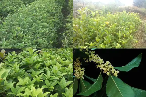 桂花树长多高才开花1682904396512