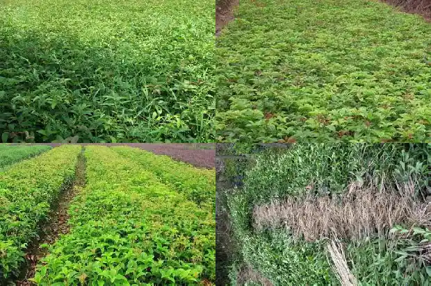 桂花树的市场价格是多少1689640125216