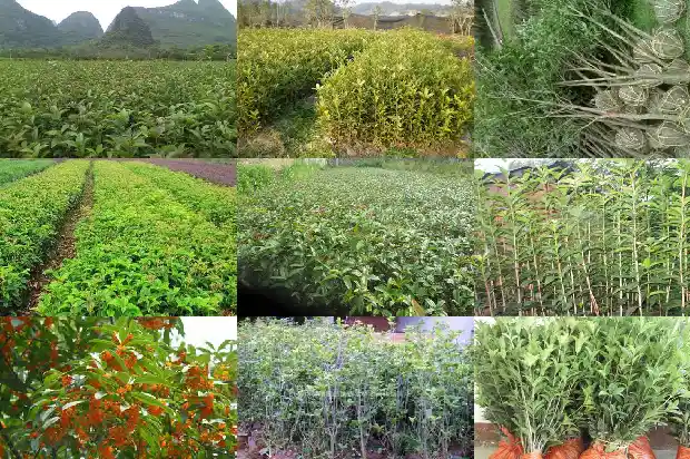 桂花树长多高合适移栽1682904426556