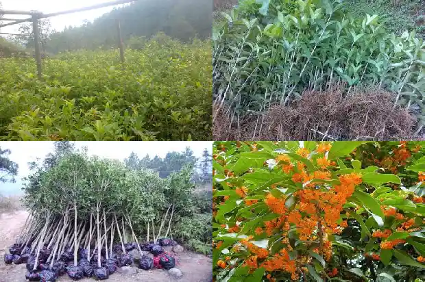 桂花树长多高合适移栽1682904426603