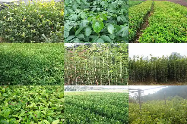 桂花树2公分几年开花1682904463344