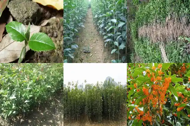 桂花树2公分几年开花1682904463392