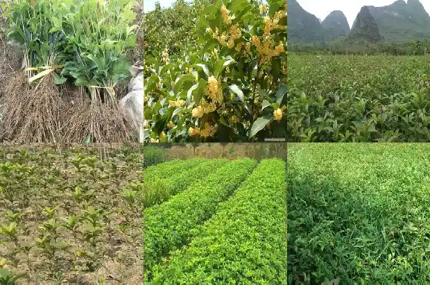 桂花树2公分几年开花1682904463440