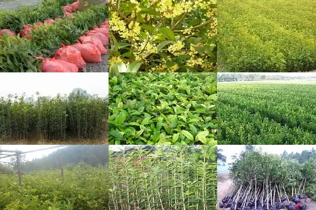 一公分桂花苗有多重1682904473306