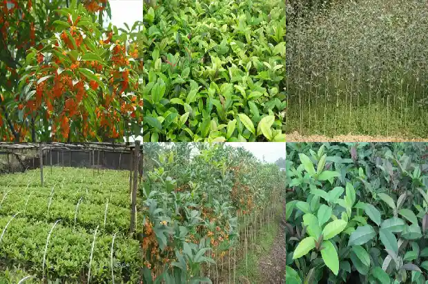 一公分桂花苗有多重1682904473354