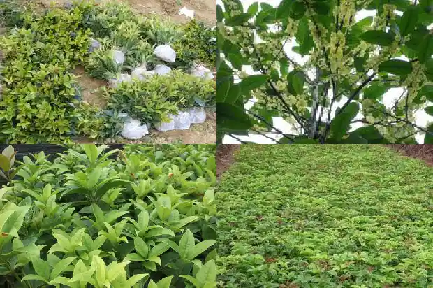 一公分桂花苗有多重1682904473402