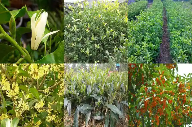 桂花树种了半年不长新叶子1682904485563