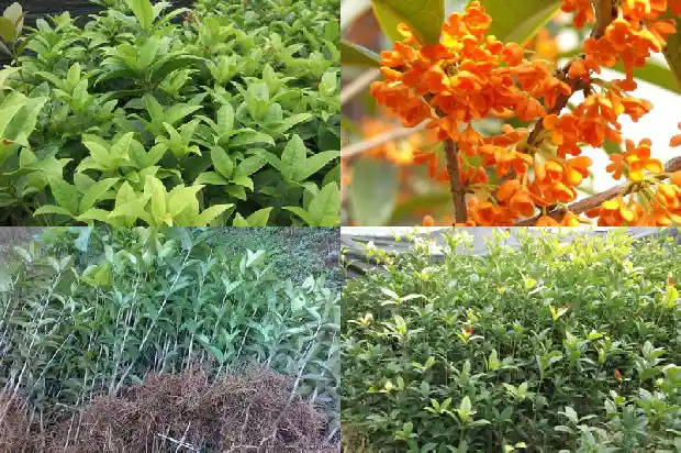 桂花树不长新叶1682904497909