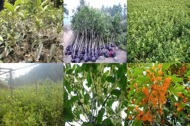 桂花树什么样子的好1689986118861