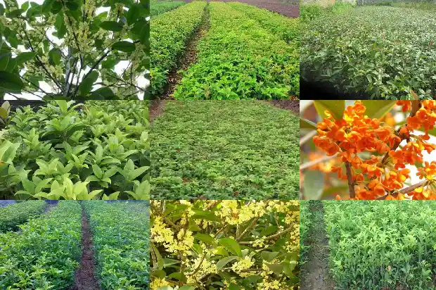 桂花种子有药用价值1688693944449