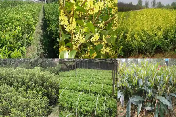小桂花树苗多少钱一株啊1689984984503