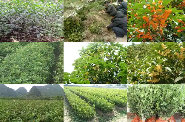 桂花适合配什么茶1689035582239